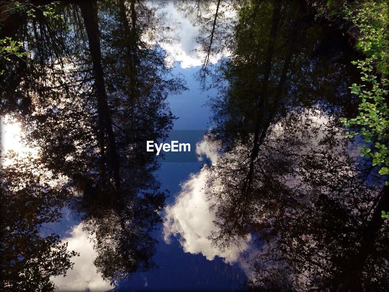 Reflection of trees on lake in forest