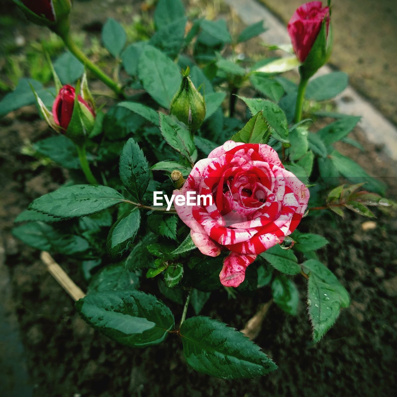 High angle view of rose plant