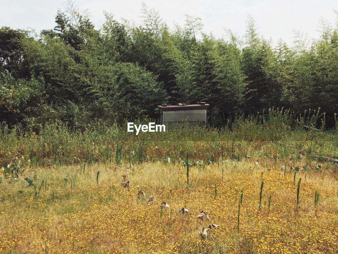 TREES ON FIELD IN FOREST