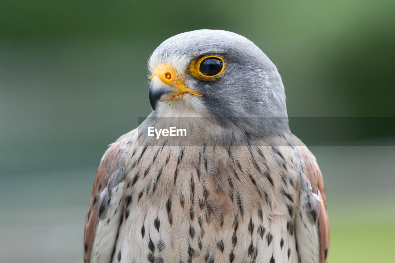 Close up portrait of a common kestrel 