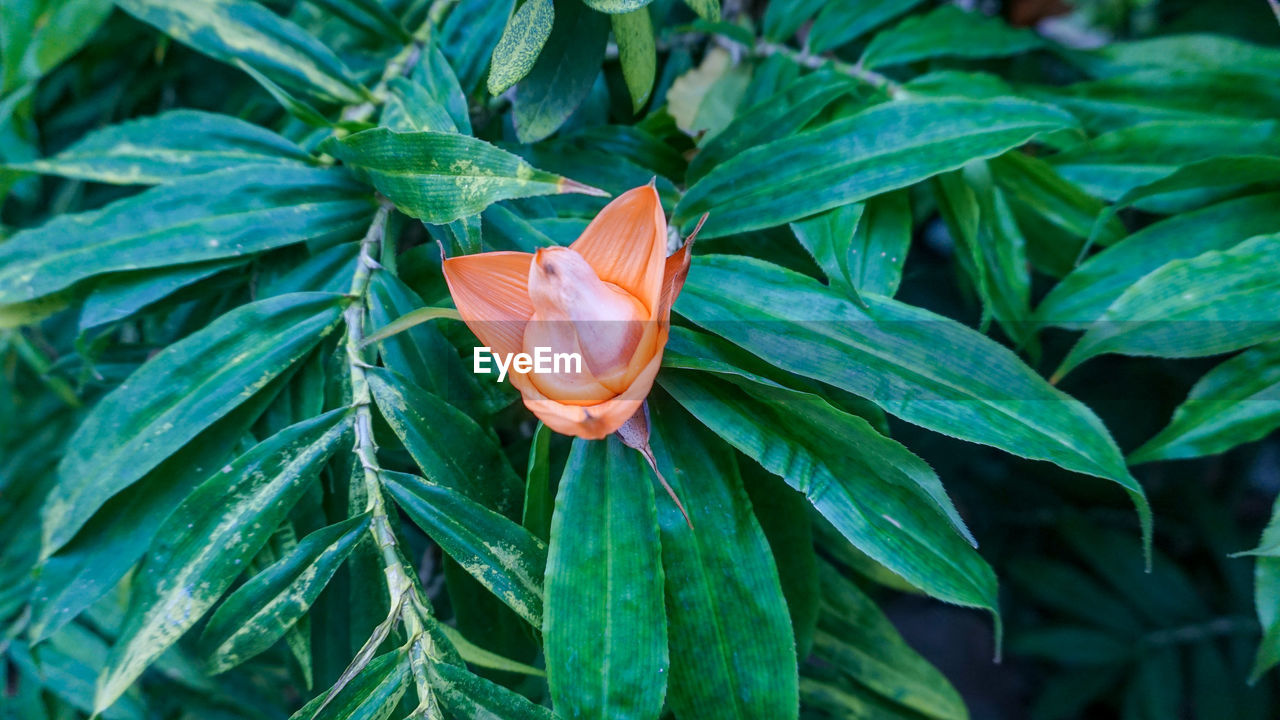 Close-up of orange leaves on plant