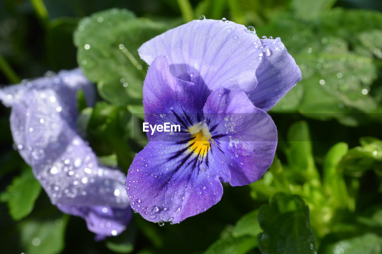 Close-up of water drops on purple flower