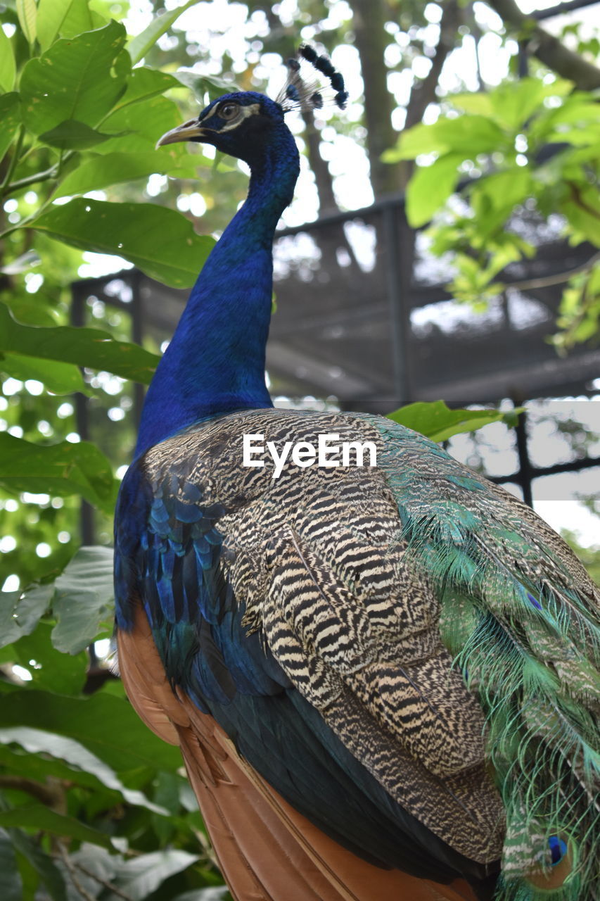 CLOSE-UP OF PEACOCK PERCHING ON PLANT
