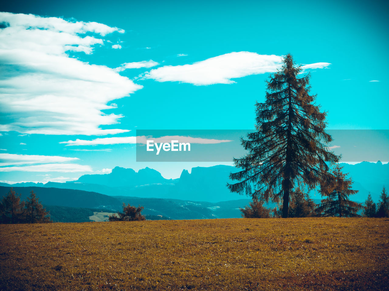 Trees on field against sky