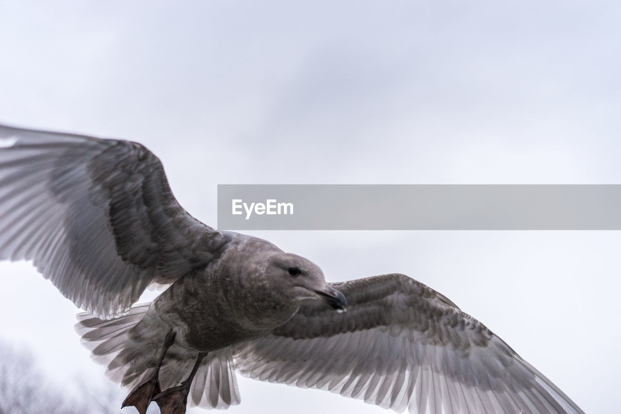 Low angle view of seagull flying against sky