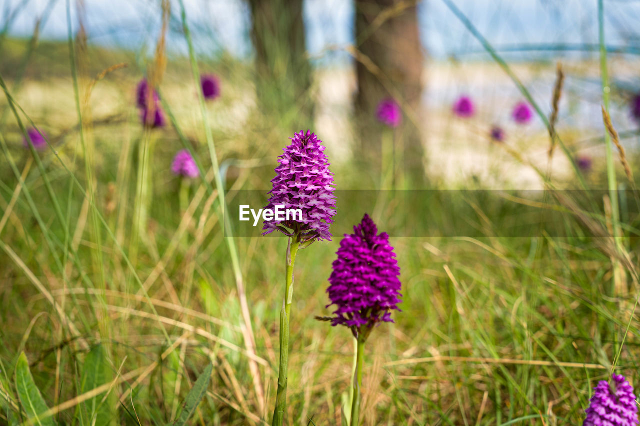 Close-up of purple crocus flowers on field