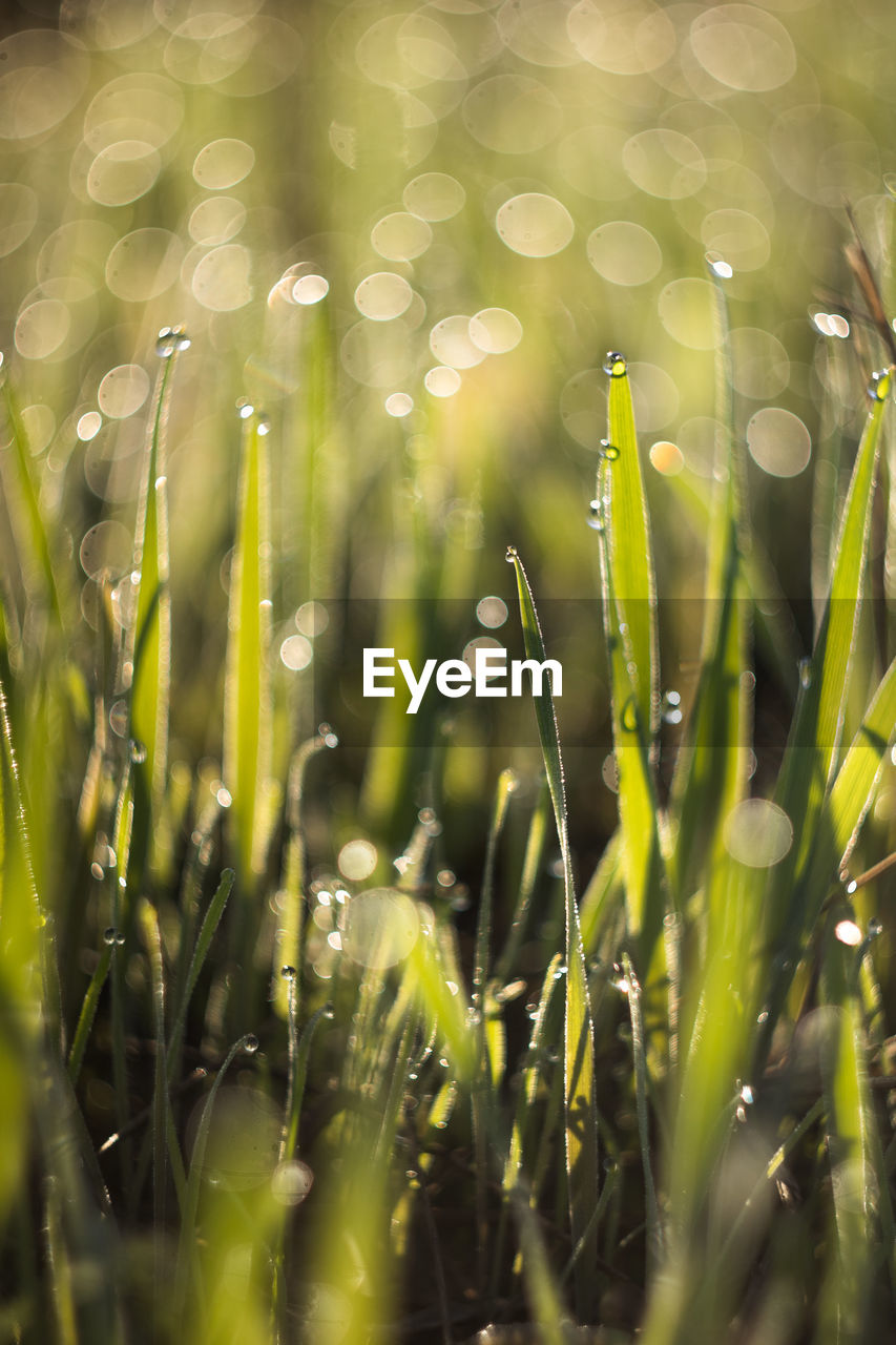 green, plant, grass, nature, sunlight, dew, growth, moisture, wet, drop, beauty in nature, leaf, selective focus, water, field, no people, flower, macro photography, close-up, land, meadow, plant stem, freshness, environment, outdoors, rain, backgrounds, day, landscape, blade of grass, tranquility, agriculture, summer, plain, plant part, rural scene, fragility, springtime