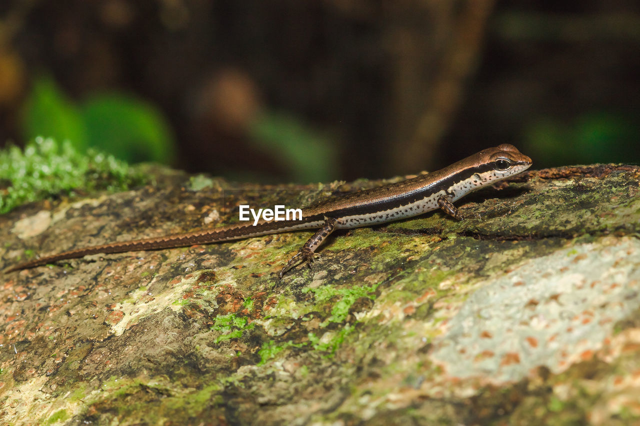 CLOSE-UP OF LIZARD ON ROCK AGAINST TREES