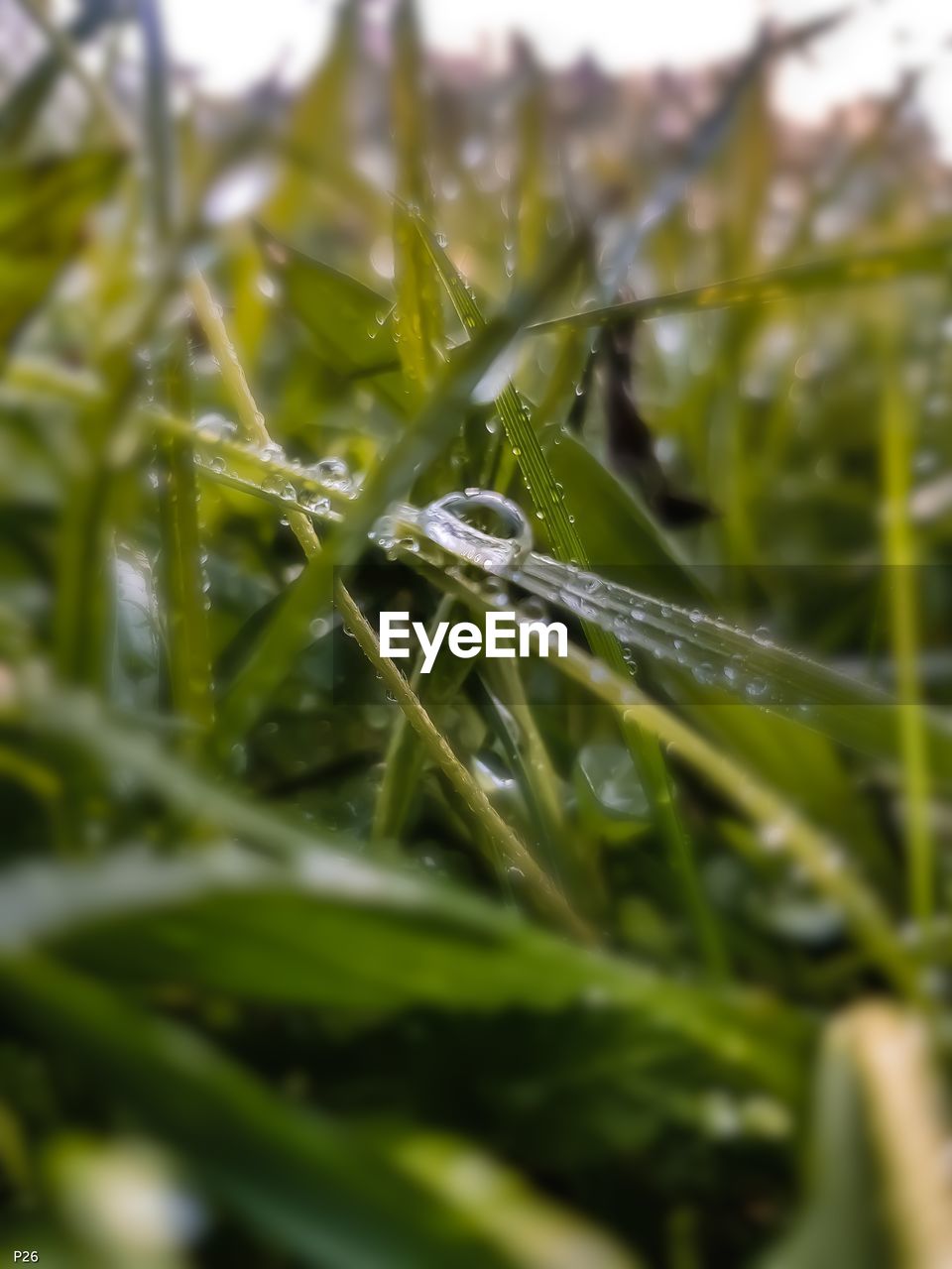CLOSE-UP OF RAINDROPS ON GRASS