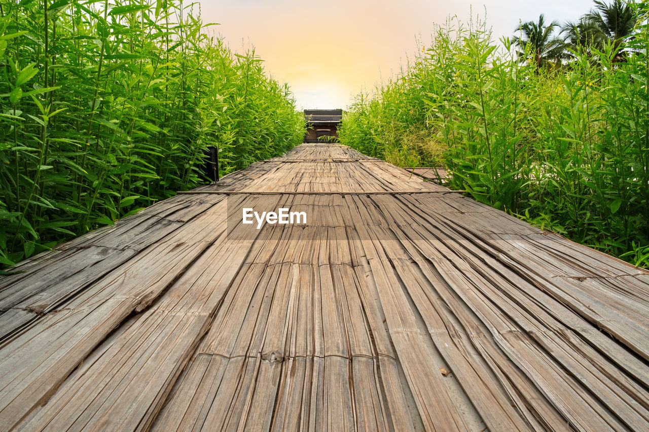 SURFACE LEVEL OF BOARDWALK AMIDST TREES