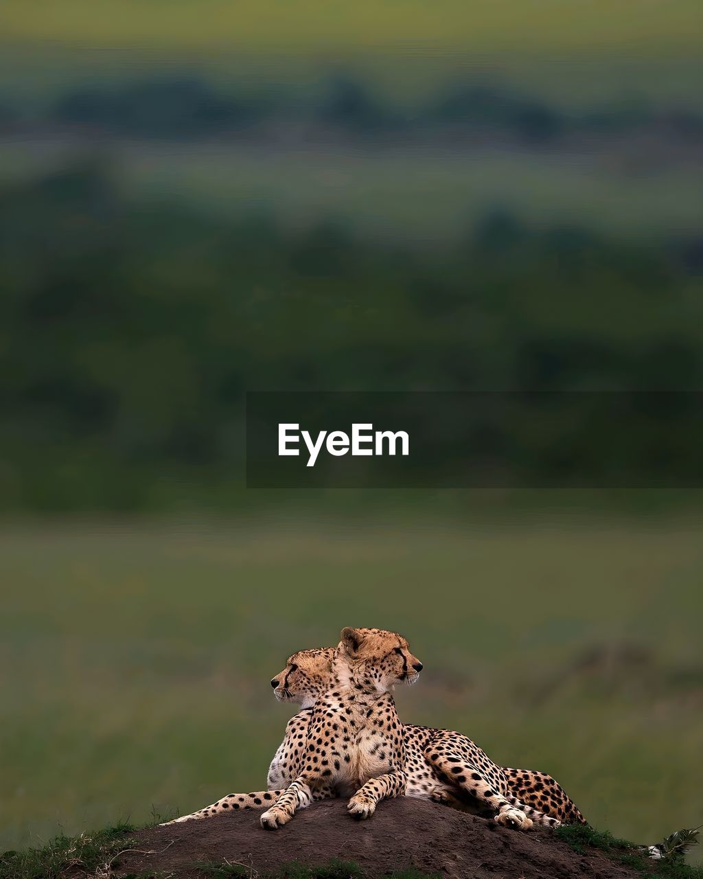 cheetah on rock
