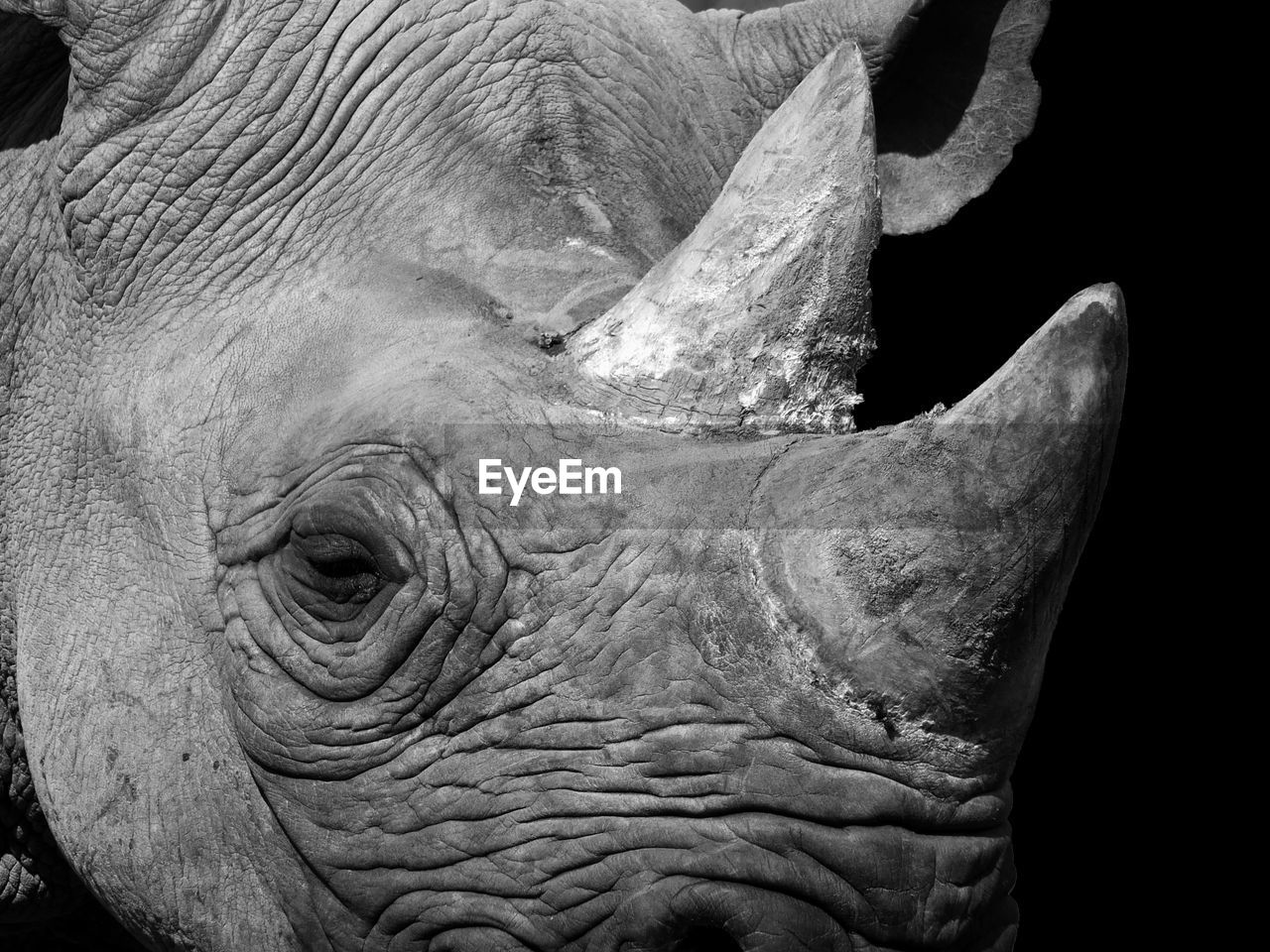 A monochrome portrait close up of the face of a black rhinoceros