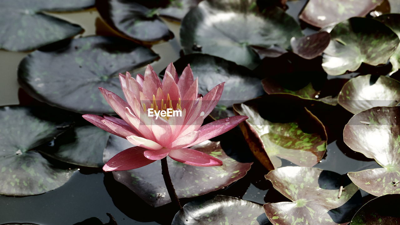 HIGH ANGLE VIEW OF PINK WATER LILY IN LOTUS