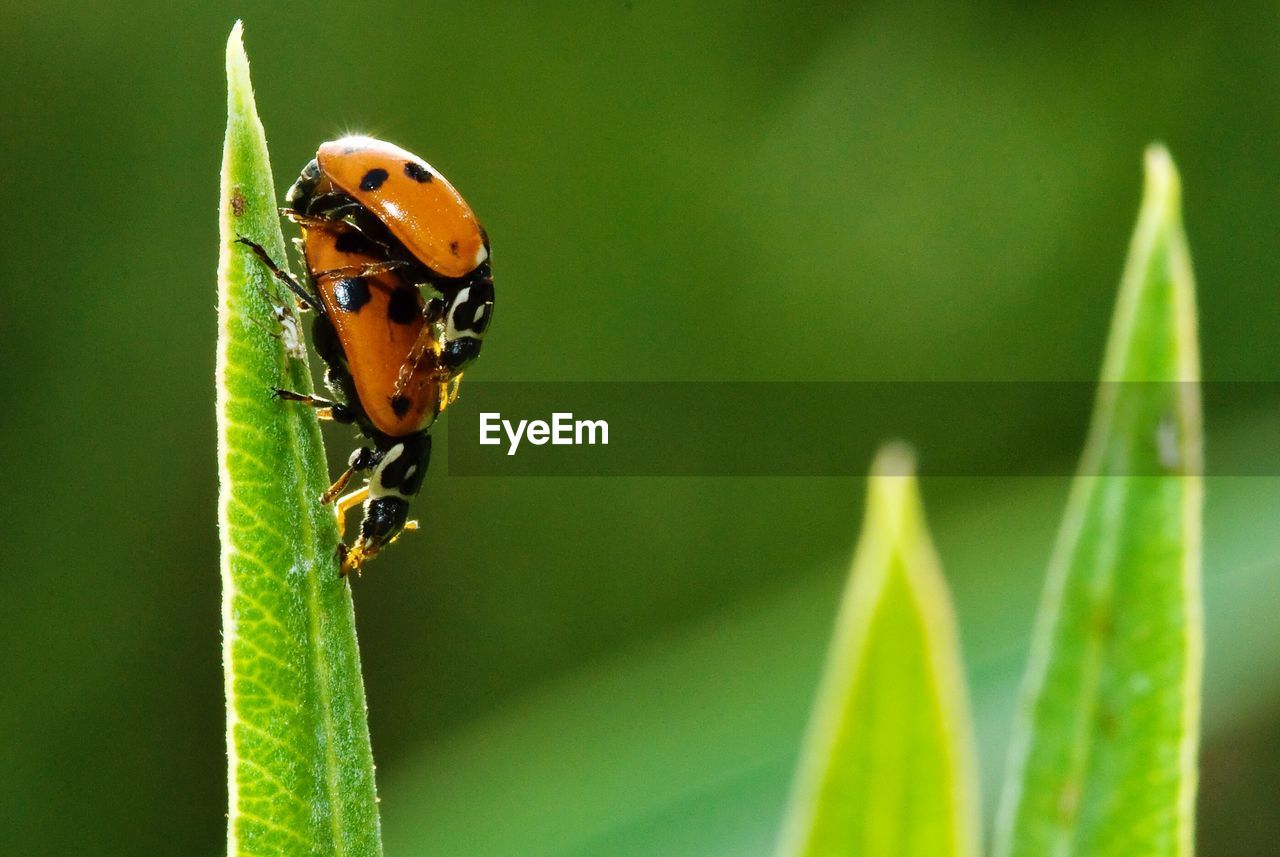 Close-up of ladybug mating on leaf