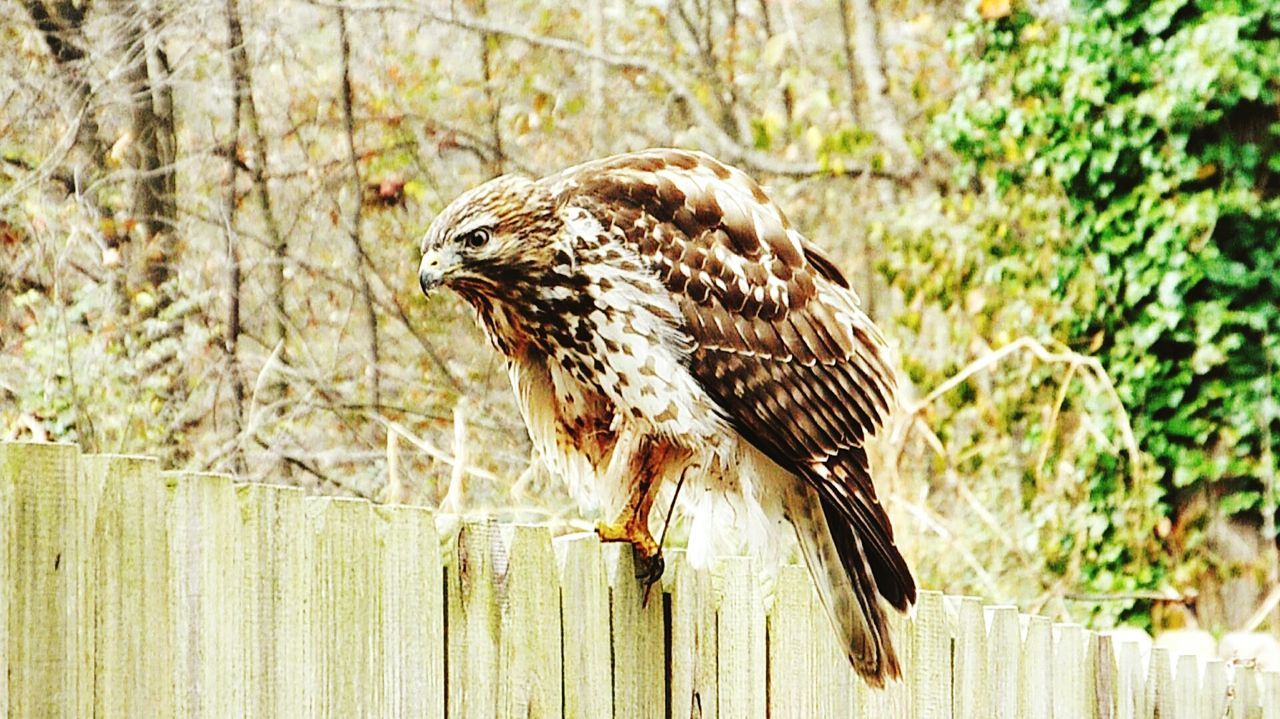 Hawk on fence