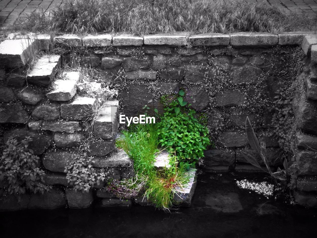 PLANTS GROWING ON WALL