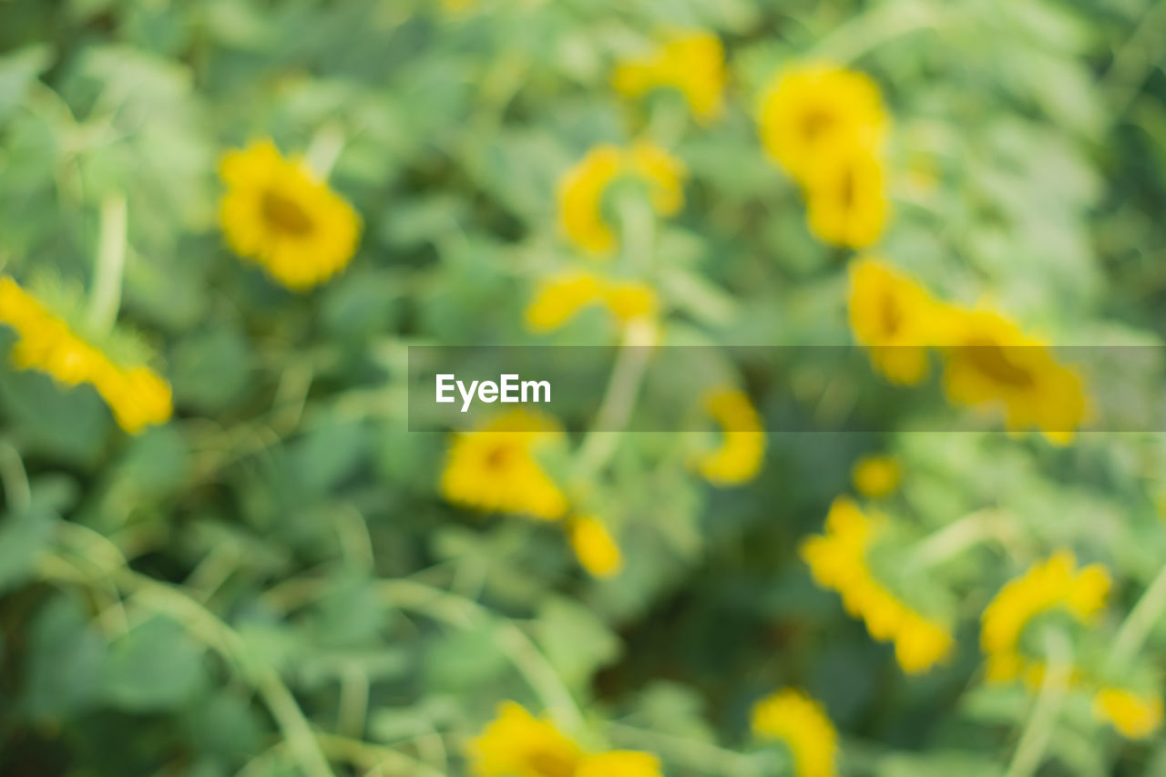 FULL FRAME SHOT OF YELLOW FLOWERING PLANT