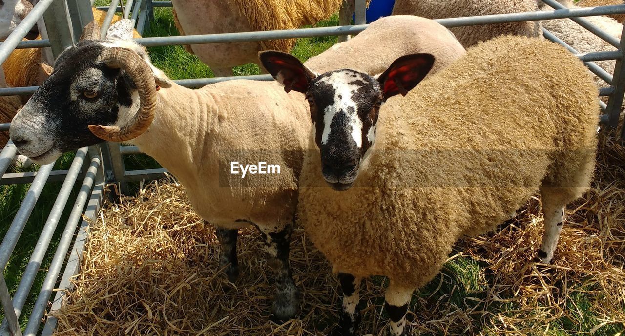 Portrait of sheep standing in pen