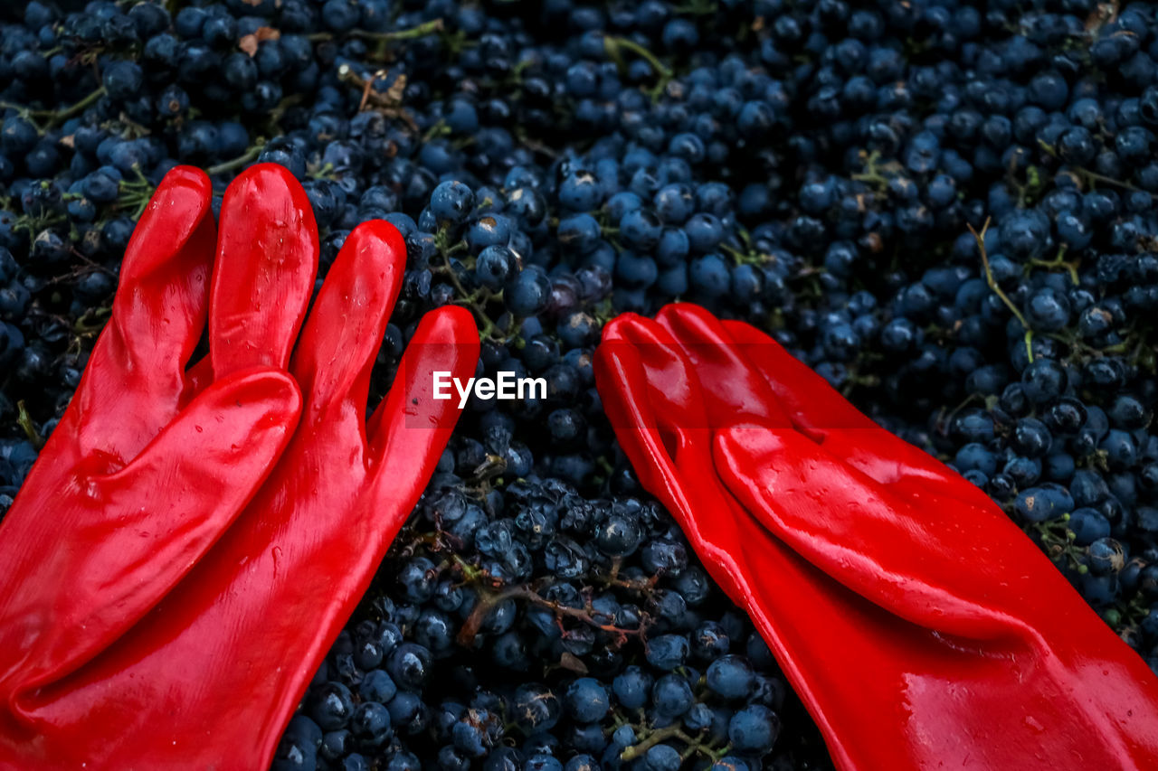 Wine grapes and red gloves