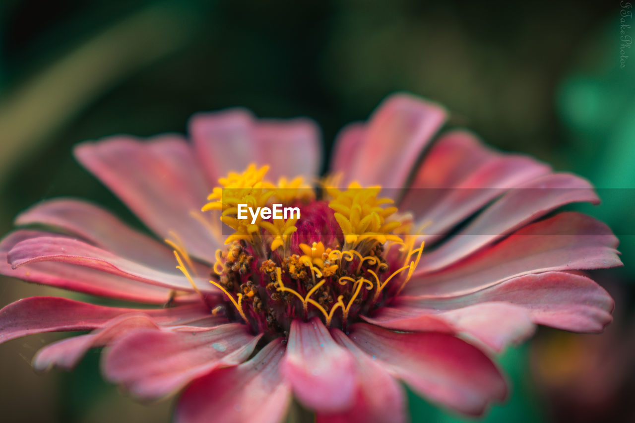 Close-up of orange flower