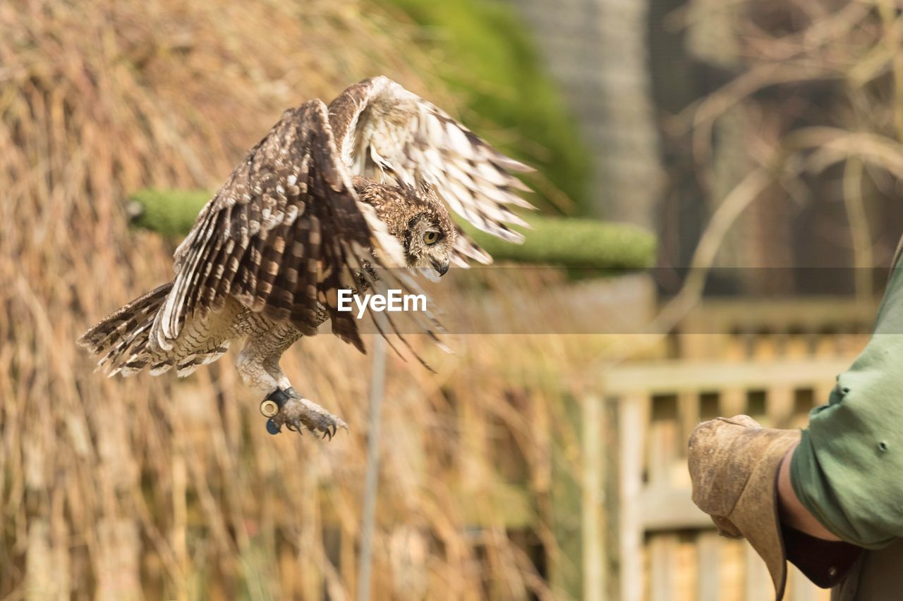 Owl landing on hand against straw