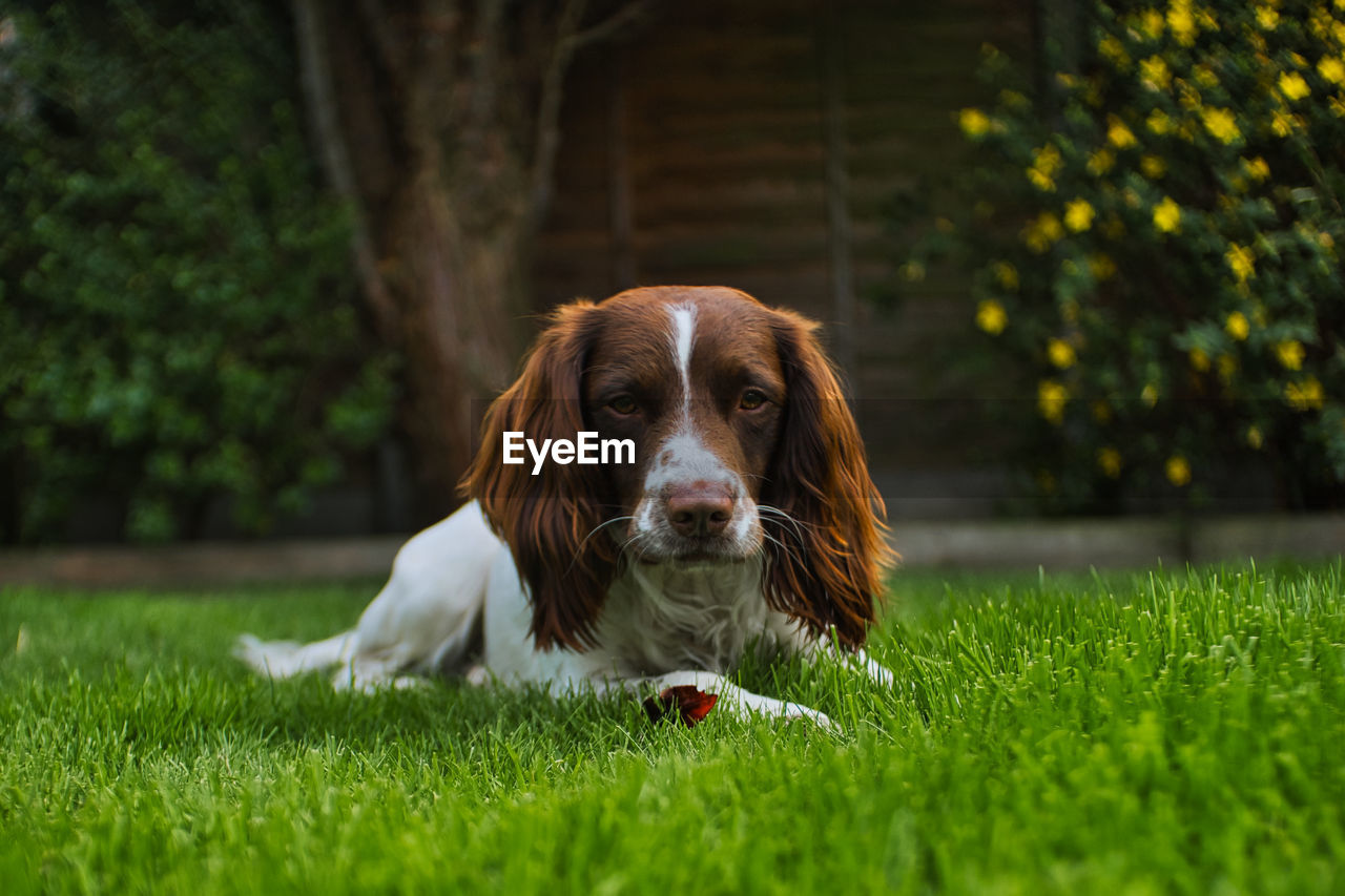 Portrait of dog on field springer spaniel