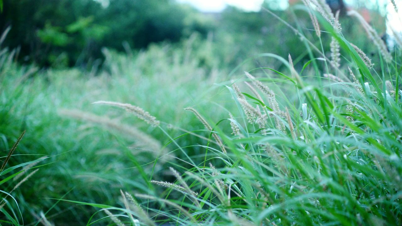 CLOSE-UP OF PLANTS GROWING ON FIELD