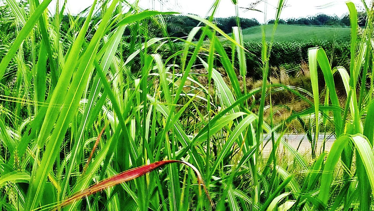 CLOSE-UP OF GRASS GROWING IN FIELD