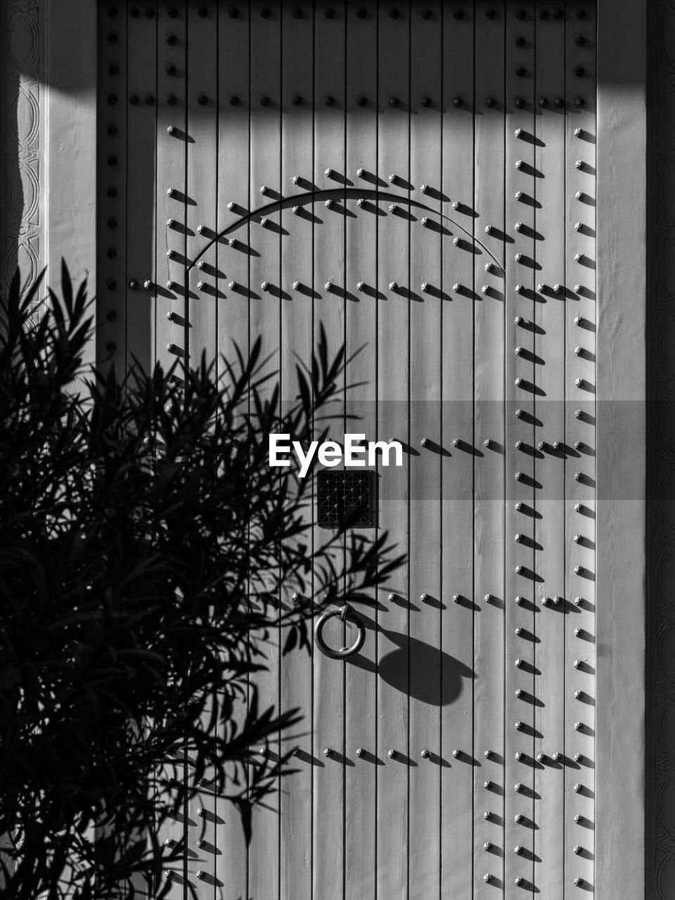 black, white, built structure, plant, architecture, no people, black and white, building exterior, monochrome, monochrome photography, day, nature, building, growth, wall, outdoors, metal, interior design, tree, iron, window, sunlight
