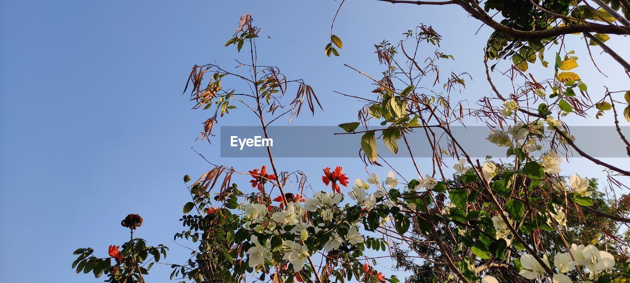 LOW ANGLE VIEW OF FLOWERING PLANT AGAINST CLEAR SKY