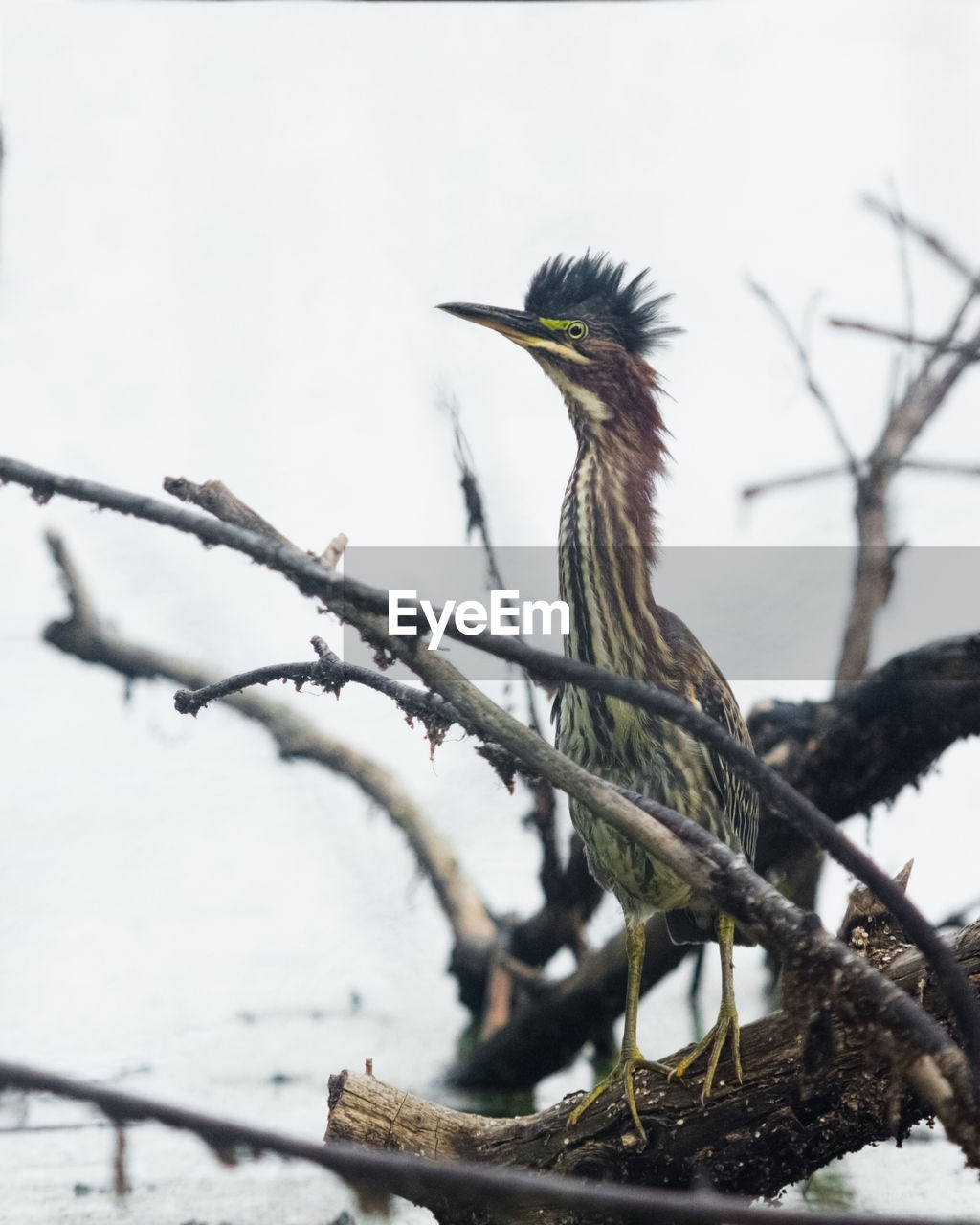 GRAY HERON PERCHING ON TREE AGAINST SKY