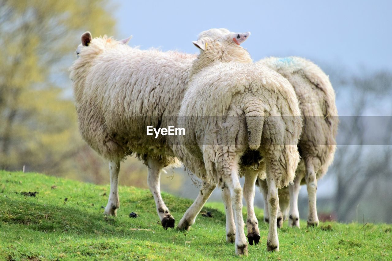 VIEW OF SHEEP IN PASTURE