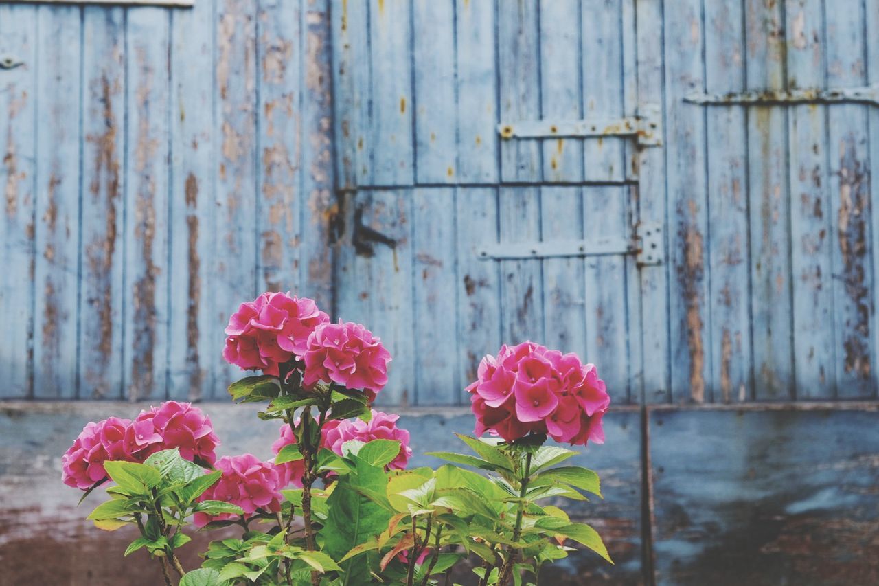 Close-up of pink flowers blooming outdoors