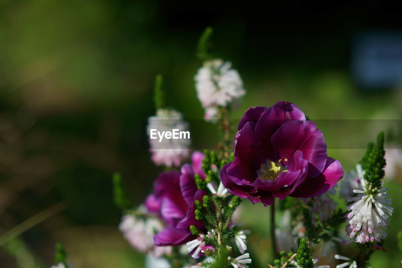 CLOSE-UP OF PURPLE FLOWERS