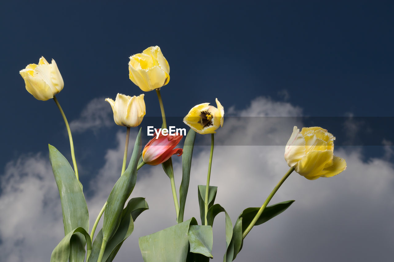 Close-up of yellow flowering plants against sky