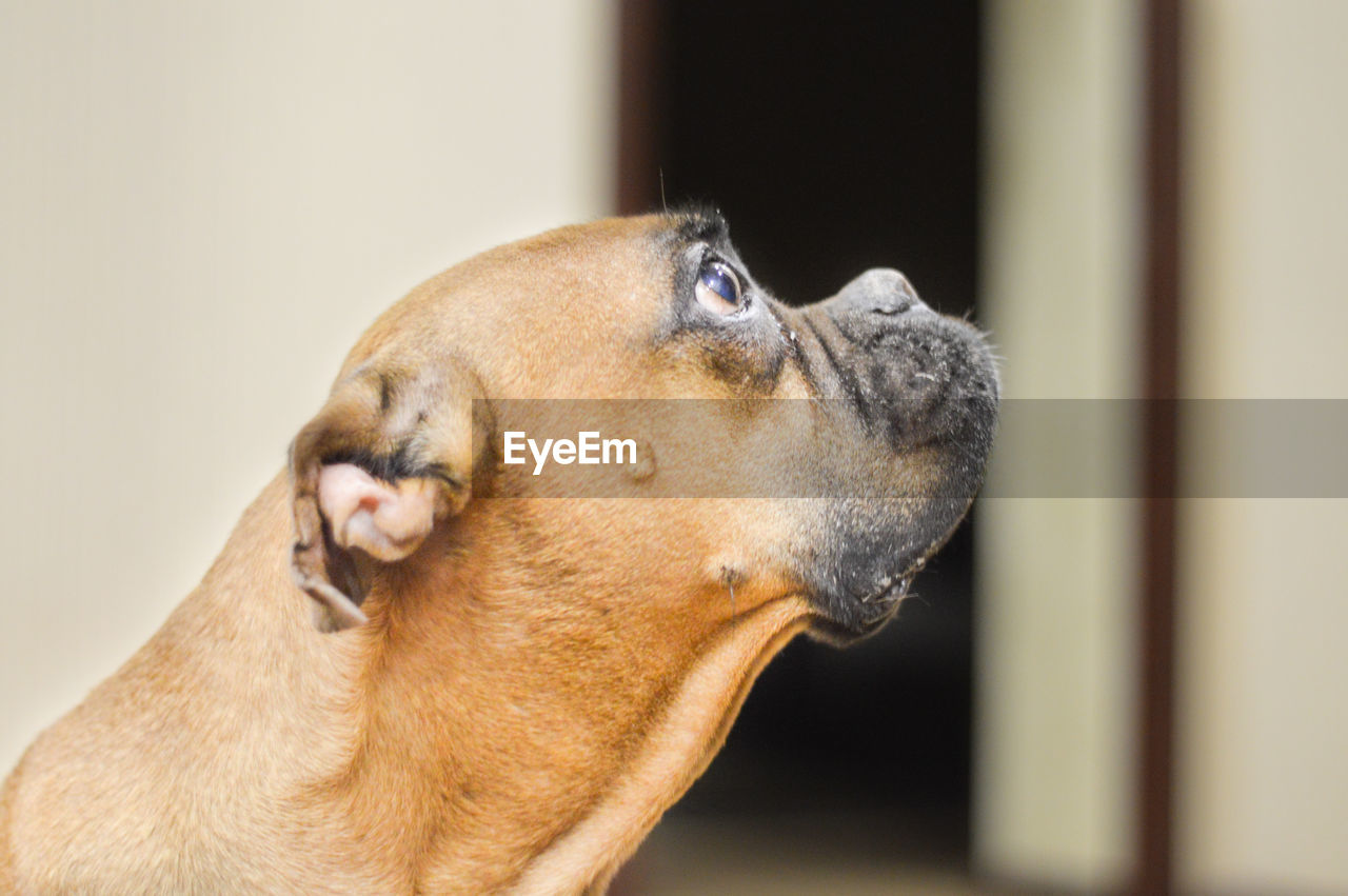 DOG LOOKING AWAY
