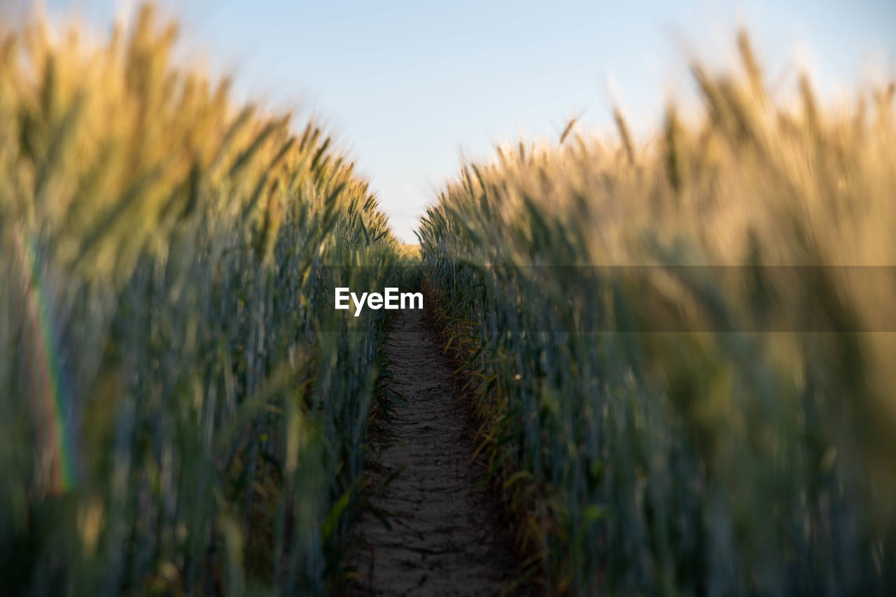 Crops growing on field against sky