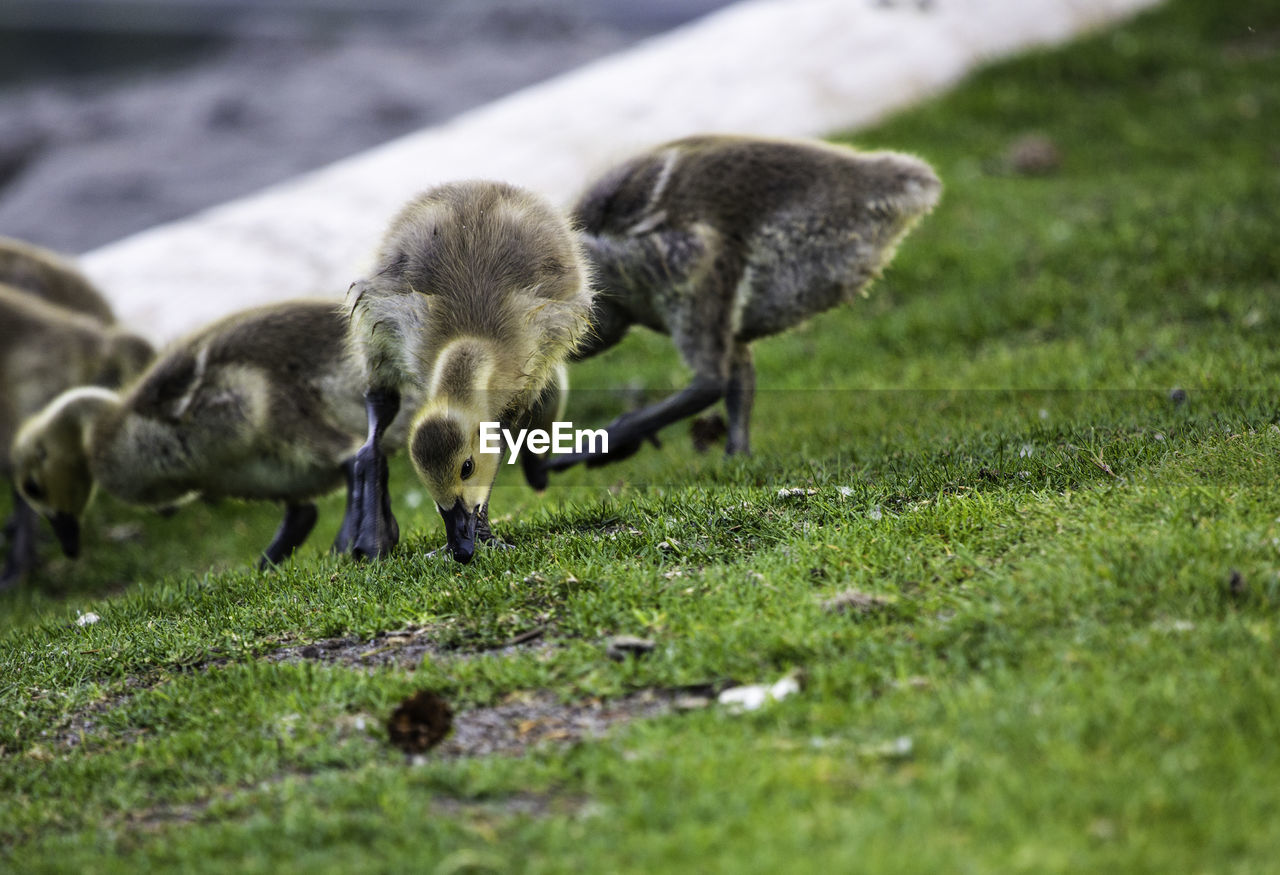 Baby geese goslings eating grass