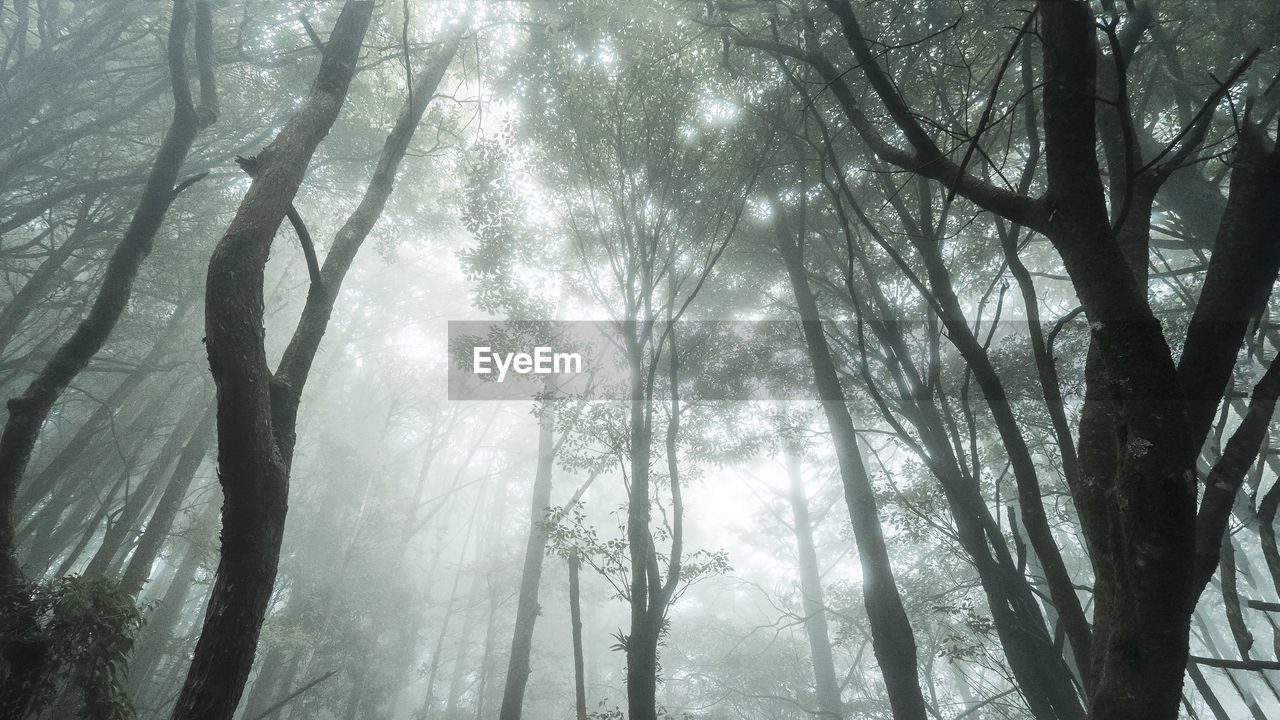 Low angle view of sunlight streaming through trees in forest