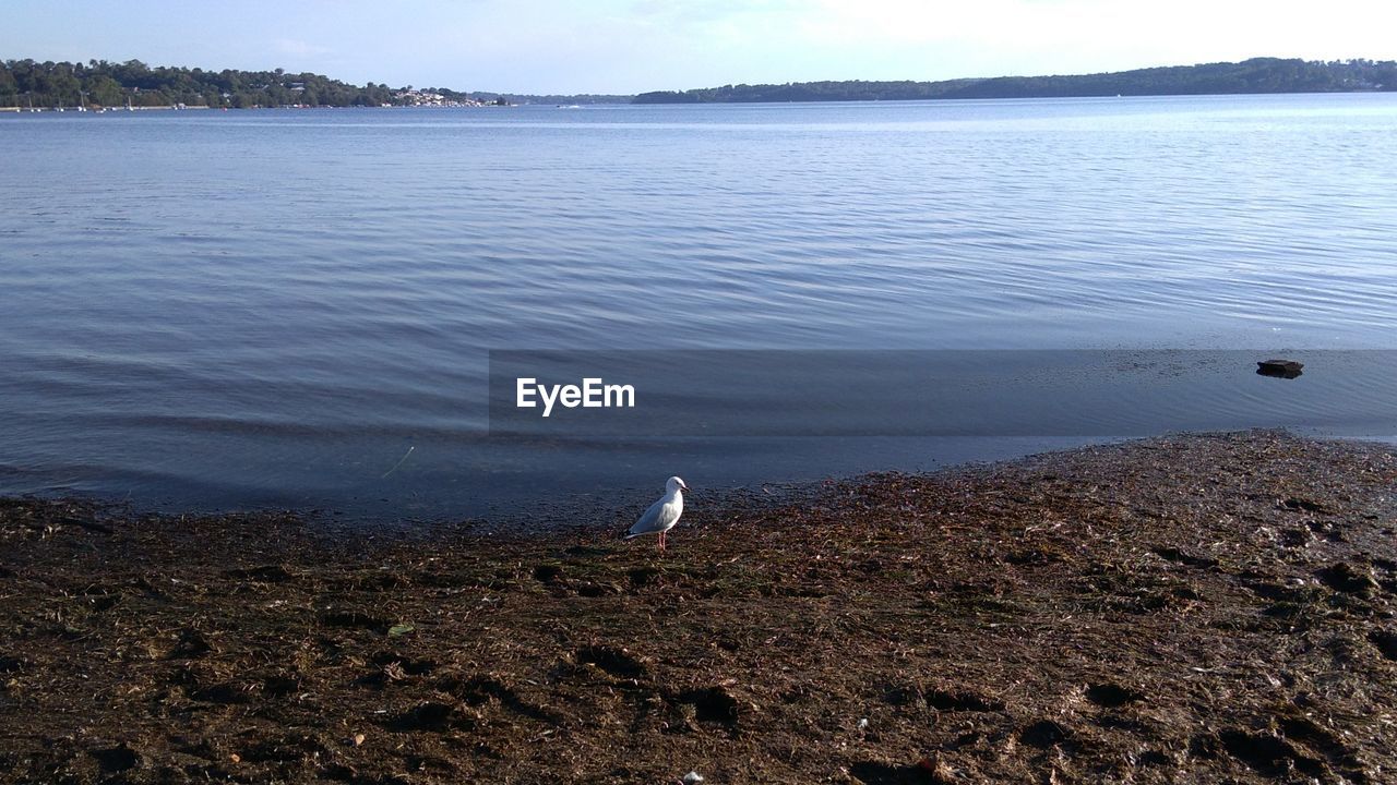 VIEW OF A BIRD ON THE BEACH