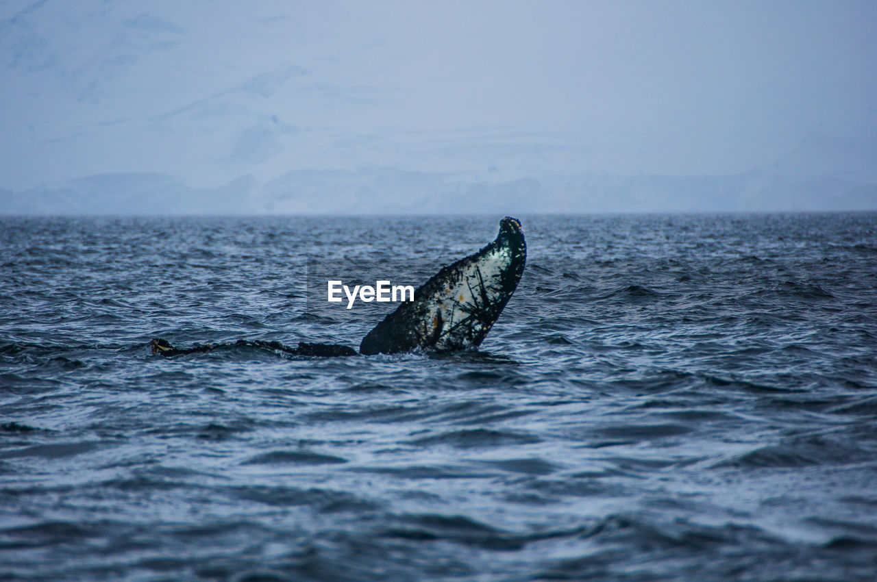 FISH SWIMMING IN SEA