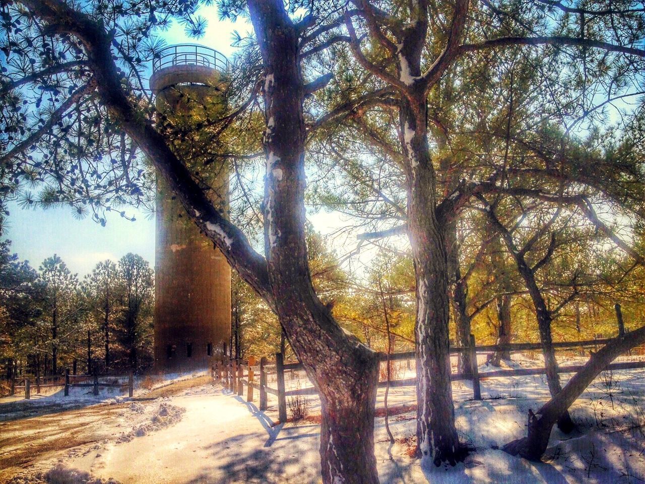 BARE TREES IN PARK