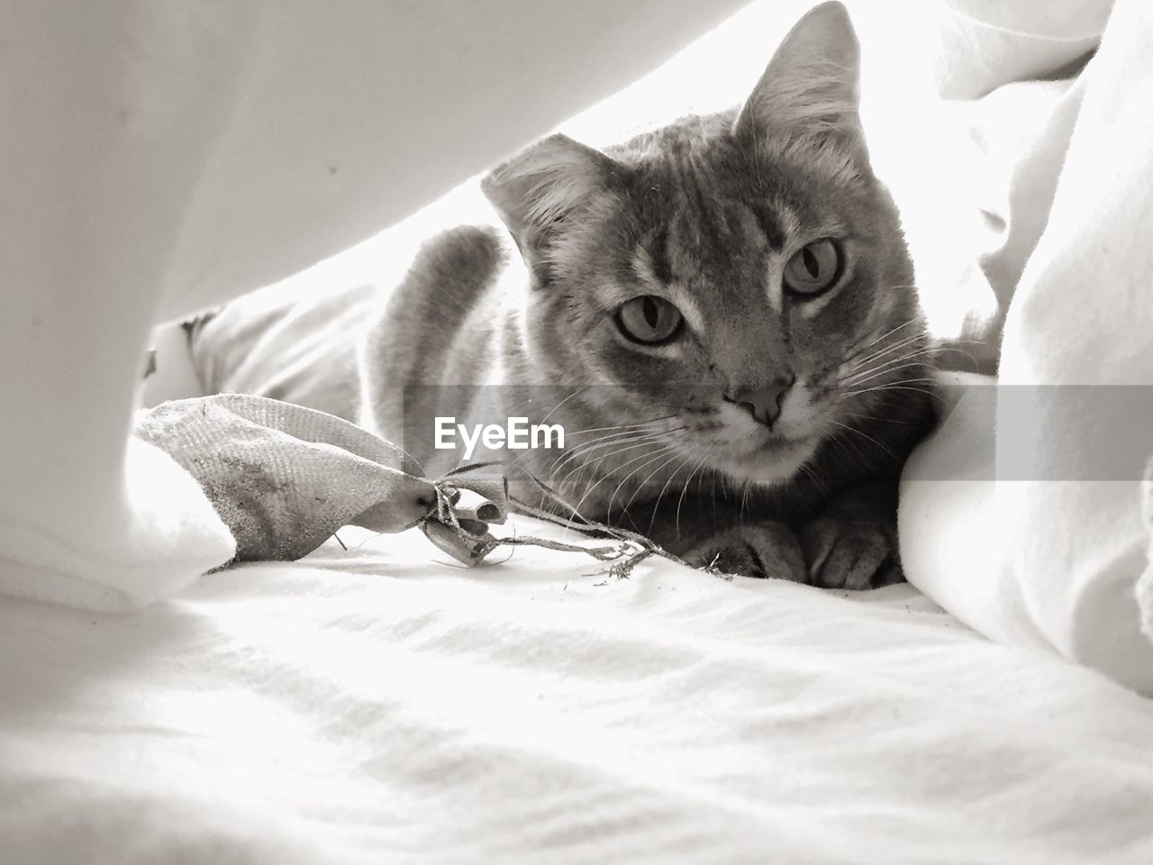 PORTRAIT OF CAT LYING ON SOFA