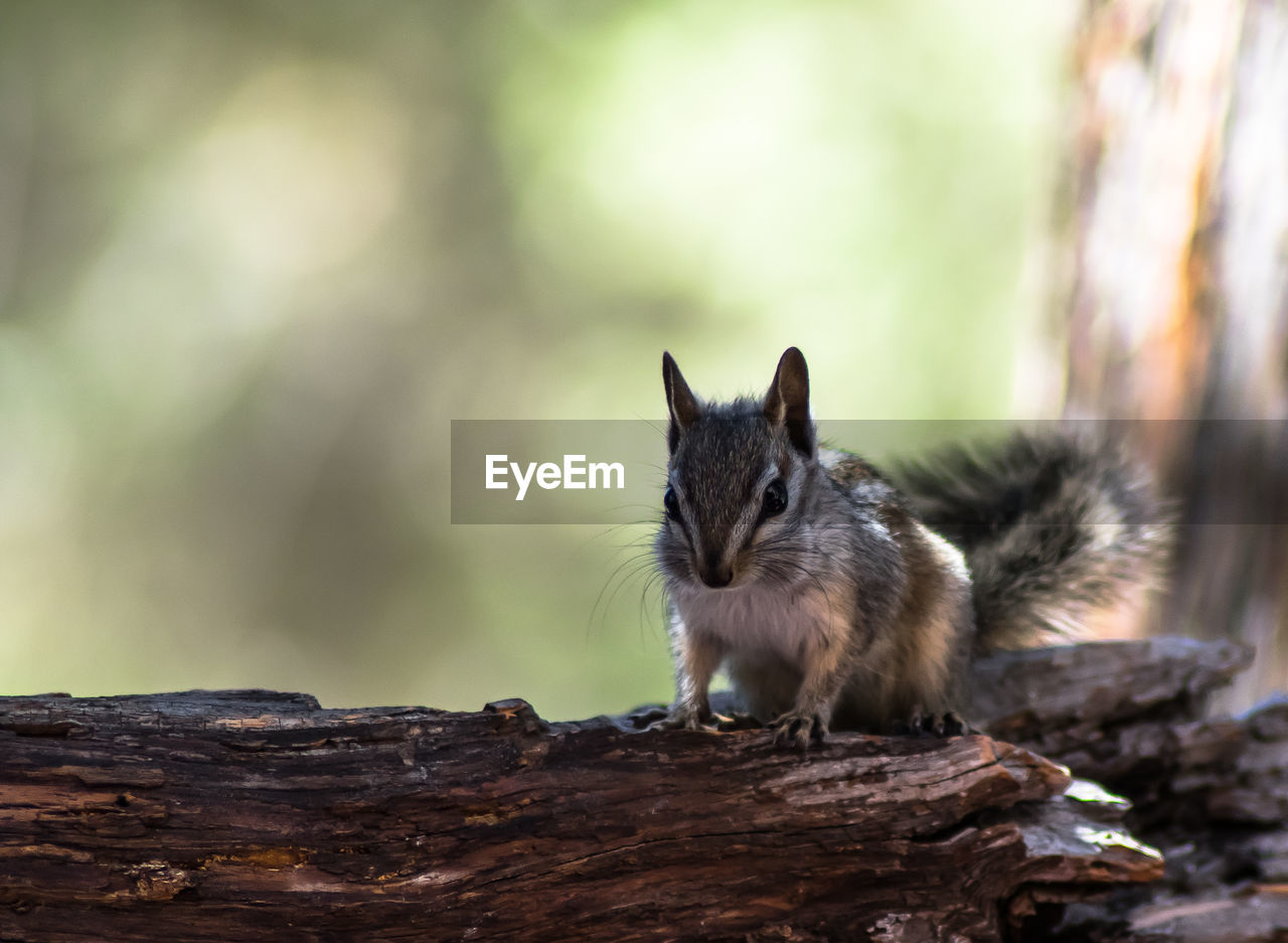 Close-up of chipmunk on wood