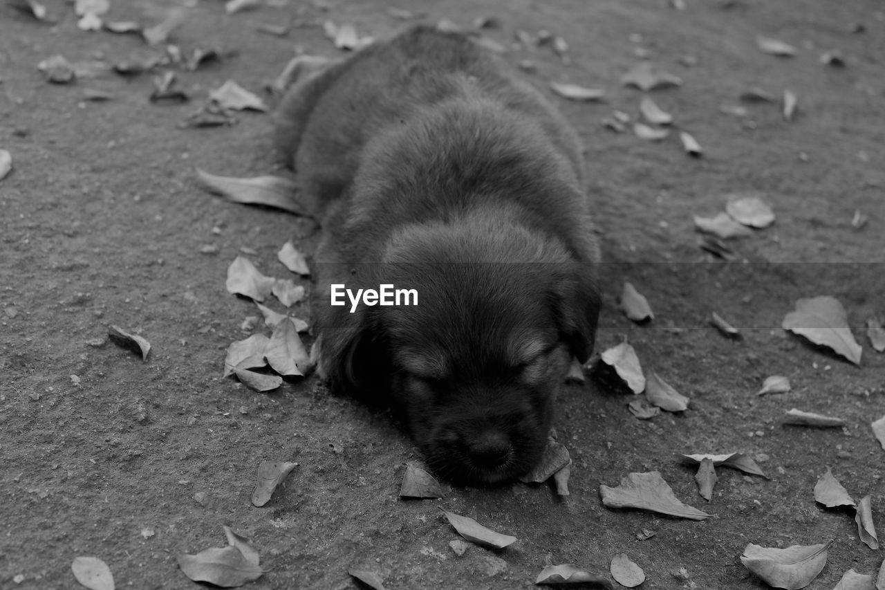 Close-up of puppy sleeping on footpath