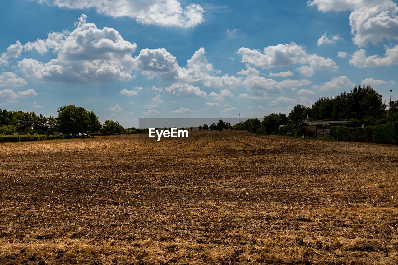 field, sky, landscape, soil, environment, cloud, agriculture, plant, horizon, land, rural area, nature, rural scene, tree, plain, farm, no people, scenics - nature, food, food and drink, crop, prairie, outdoors, grass, grassland, growth, beauty in nature, day, hill, tranquility, vegetable, dirt, cereal plant, blue