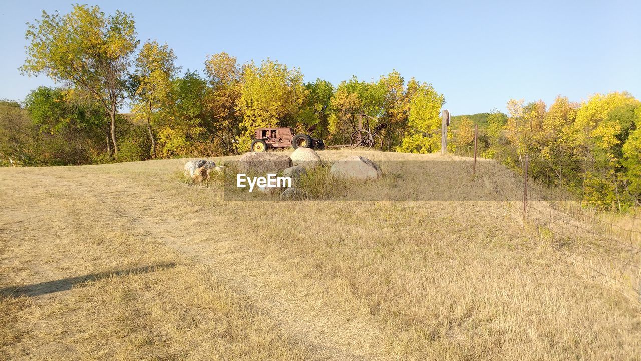 VIEW OF AN ANIMAL ON FIELD