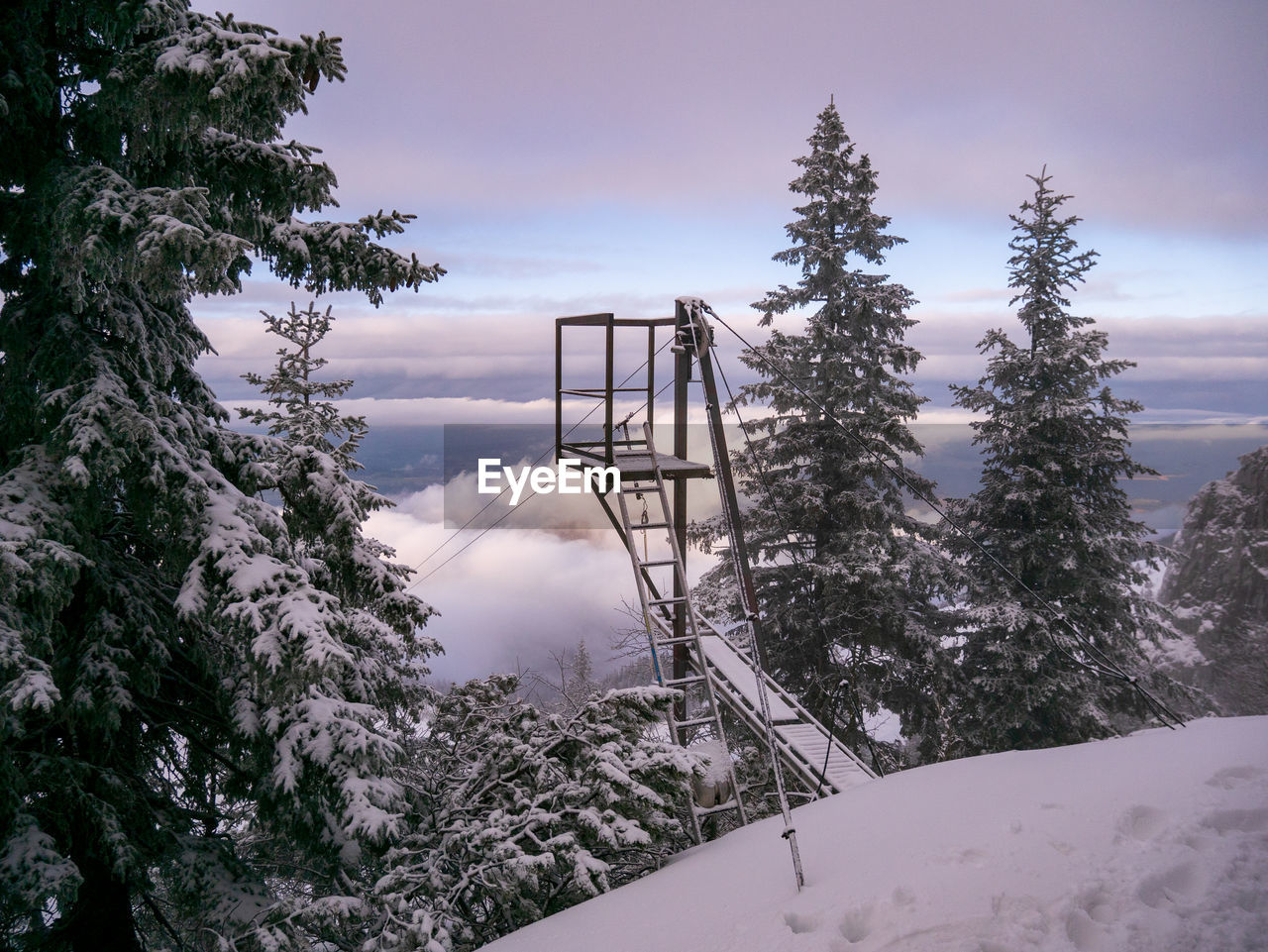 Snow covered pine trees in forest against sky