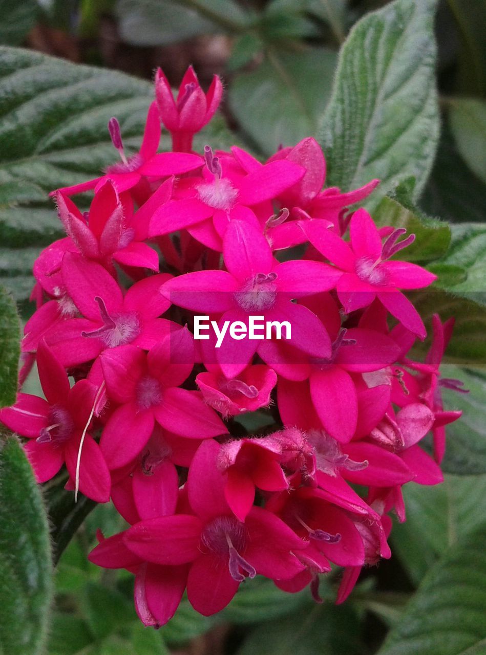 CLOSE-UP OF FLOWER BLOOMING OUTDOORS