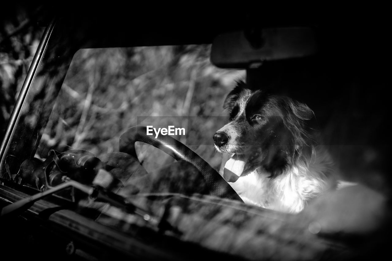 Dog looking through car windshield